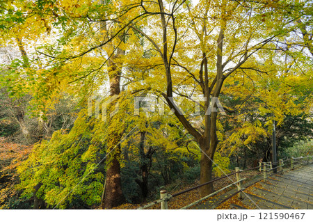 黄色い紅葉(もみじ)at 高取山(神戸市)2024.12撮影 黄色い紅葉(もみじ)at 高取山(神戸市)2024.12撮影 121590467