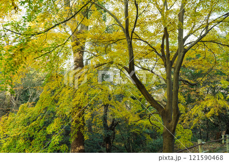 黄色い紅葉(もみじ)at 高取山(神戸市)2024.12撮影 黄色い紅葉(もみじ)at 高取山(神戸市)2024.12撮影 121590468