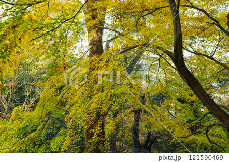 黄色い紅葉（もみじ）at 高取山（神戸市）2024.12撮影 121590469