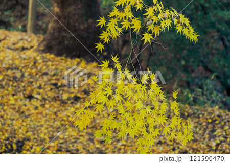黄色い紅葉(もみじ)at 高取山(神戸市)2024.12撮影 黄色い紅葉(もみじ)at 高取山(神戸市)2024.12撮影 121590470