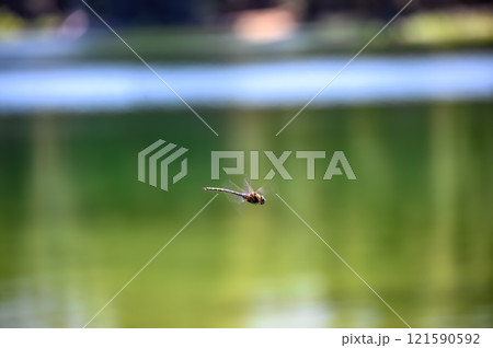 selective focus on a dragonfly in motion over a glassy lake. selective focus on a dragonfly in motion over a glassy lake. 121590592