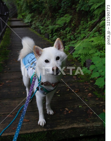 木道を散歩する柴犬 木道を散歩する柴犬 121590773