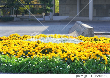 佐賀城公園にある花壇に咲いた花 121590859
