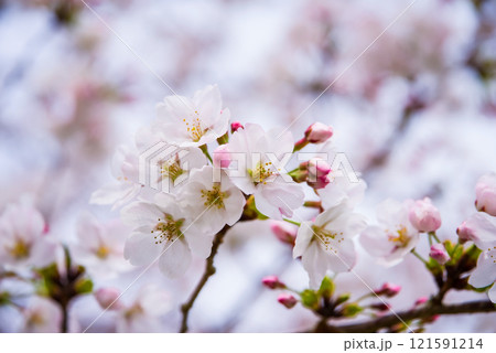 美しい桜の花 121591214