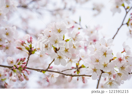 美しい桜の花 美しい桜の花 121591215