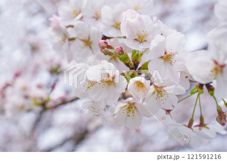美しい桜の花 121591216
