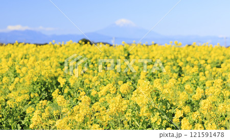 ソレイユの丘の菜の花畑 ソレイユの丘の菜の花畑 121591478