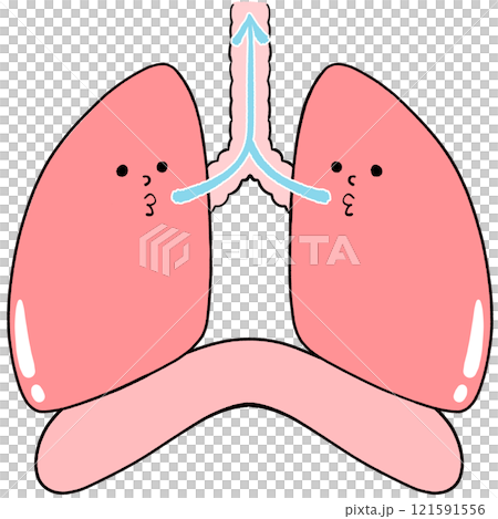 Exhaling Illustration of healthy lungs and diaphragm 121591556