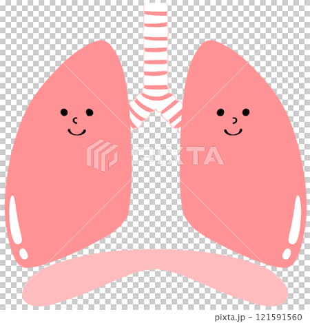 Illustration of healthy lungs and diaphragm 121591560