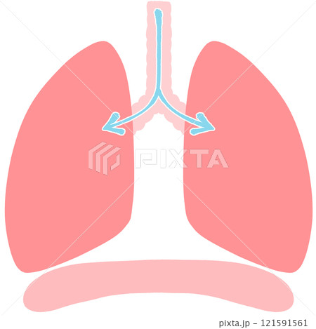 息を吸う　健康な肺と横隔膜のイラスト 121591561