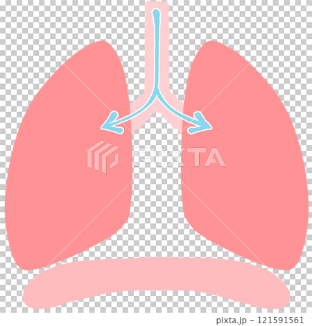 息を吸う　健康な肺と横隔膜のイラスト 121591561