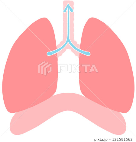 息を吐く　健康な肺と横隔膜のイラスト 121591562