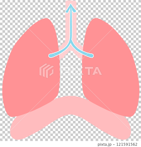 息を吐く　健康な肺と横隔膜のイラスト 121591562