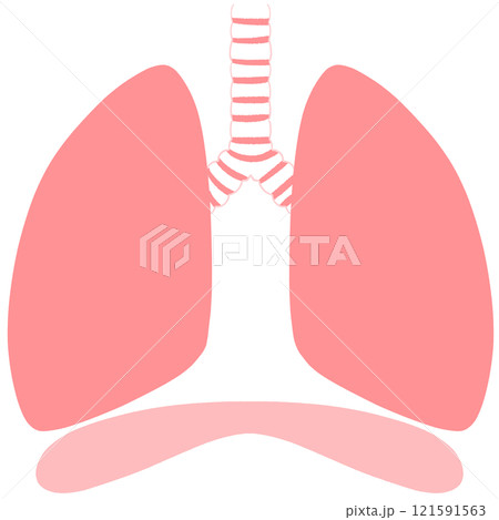 健康な肺と横隔膜のイラスト 121591563