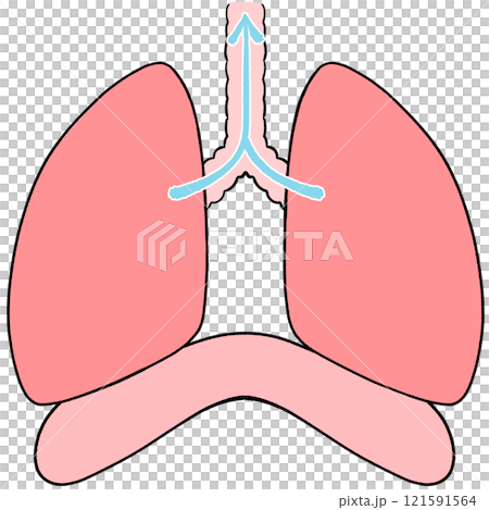 Exhaling Illustration of healthy lungs and diaphragm Exhaling Illustration of healthy lungs and diaphragm 121591564
