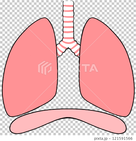 健康肺部和膈肌的插圖 健康肺部和膈肌的插圖 121591566