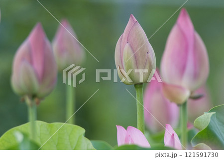 淡いピンク色の蓮の蕾 淡いピンク色の蓮の蕾 121591730