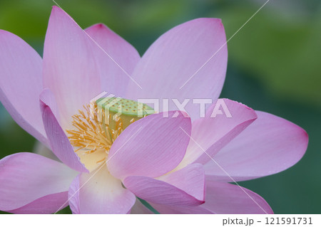 美しい蓮の花 121591731