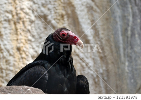 横を向いたヒメコンドルのポートレート 横を向いたヒメコンドルのポートレート 121591978