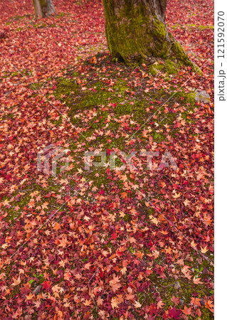 晩秋の風景　散り紅葉 121592070