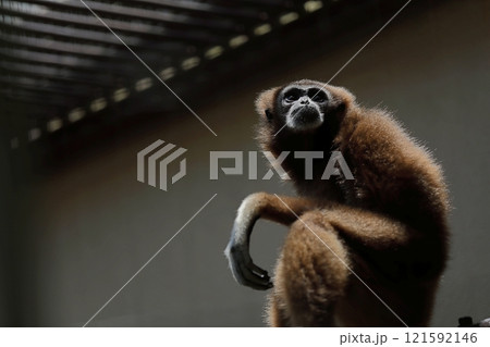 座って見上げるシロテテナガザル 121592146