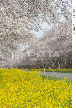 菜の花ロード 菜の花ロード 121592368