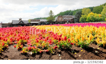 北海道紀行 9月下旬のファーム富田 秋のファーム富田 北海道紀行 9月下旬のファーム富田 秋のファーム富田 121592382