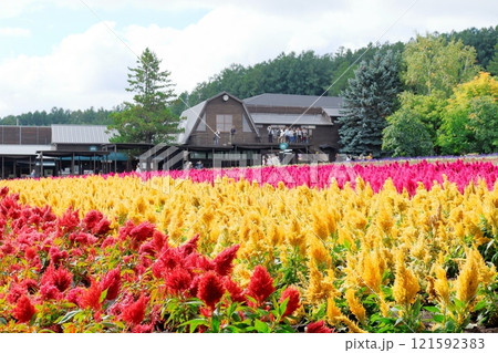 北海道紀行　　　9月下旬のファーム富田　　　秋のファーム富田 121592383