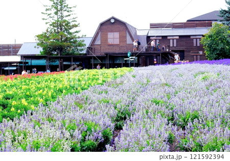 北海道紀行　　　9月下旬のファーム富田　　　秋のファーム富田 121592394