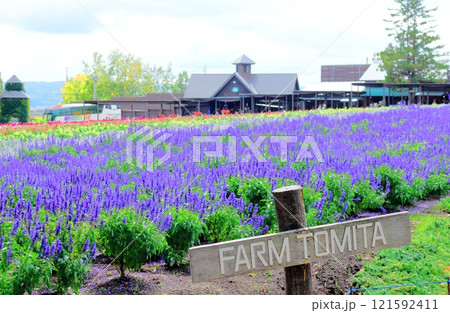 北海道紀行　　　9月下旬のファーム富田　　　秋のファーム富田 121592411