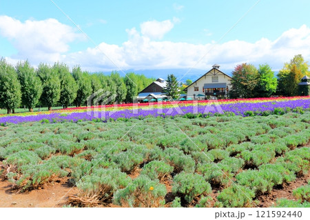 北海道紀行 9月下旬のファーム富田 秋のファーム富田 北海道紀行 9月下旬のファーム富田 秋のファーム富田 121592440