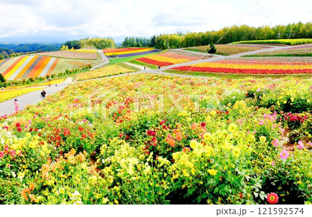 北海道紀行 9月下旬の四季彩の丘 秋の四季彩の丘 北海道紀行 9月下旬の四季彩の丘 秋の四季彩の丘 121592574