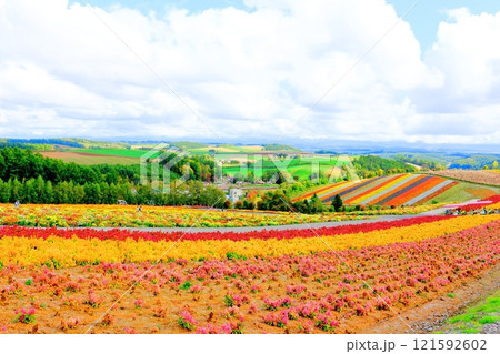 北海道紀行　　　9月下旬の四季彩の丘　　　秋の四季彩の丘 121592602