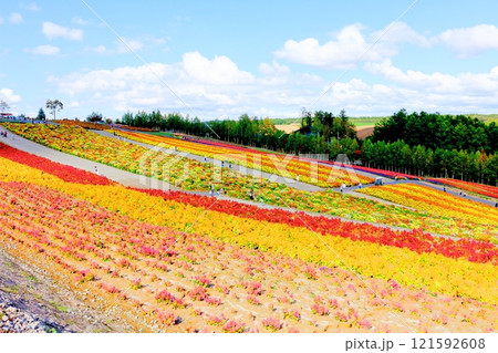 北海道紀行　　　9月下旬の四季彩の丘　　　秋の四季彩の丘 121592608