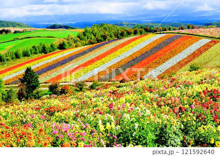 北海道紀行　　　9月下旬の四季彩の丘　　　秋の四季彩の丘 121592640