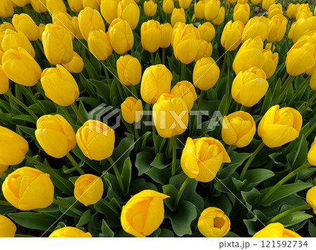Flowers background. Close up of yellow tulips in full bloom, dense floral display in spring garden, vibrant natural tulip bouquet for horticulture and botanical themes, design and print. Flowers background. Close up of yellow tulips in full bloom, dense floral display in spring garden, vibrant natural tulip bouquet for horticulture and botanical themes, design and print. 121592734