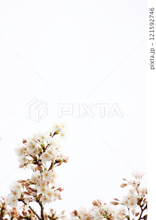 桜の花と蕾のコピースペース(背景素材) 121592746