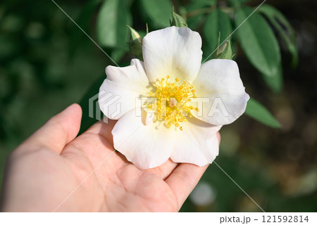 White rose with hand in ornamental flower garden White rose with hand in ornamental flower garden 121592814