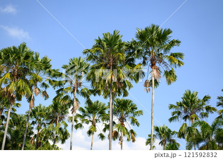 Palm tree with blue sky, Tropical plant, summer season Palm tree with blue sky, Tropical plant, summer season 121592832