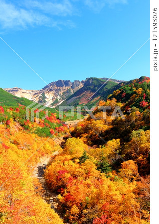 北海道紀行　　10月上旬の十勝岳連峰　　秋の十勝岳　　紅葉の十勝岳　　十勝岳温泉からの十勝岳連峰 121593026