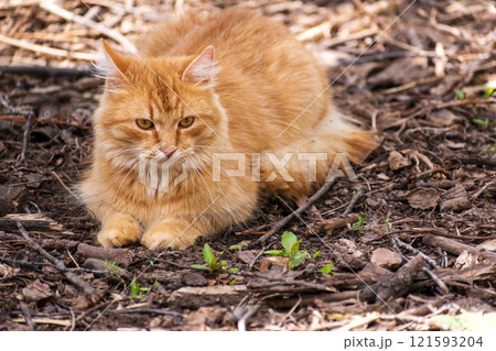 Yellow cat. Lying on the grass. Yellow cat. Lying on the grass. 121593204