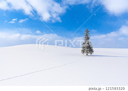 美瑛の冬景色　クリスマスツリーの木 121593320