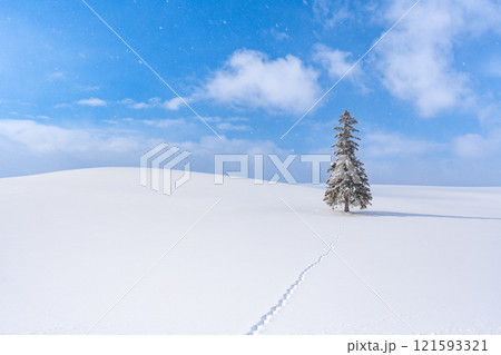 美瑛の冬景色　クリスマスツリーの木 121593321