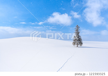美瑛の冬景色　クリスマスツリーの木 121593325
