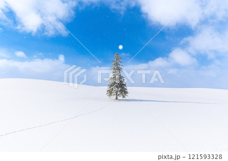 美瑛の冬景色 雪降るクリスマスツリーの木 【北海道】 美瑛の冬景色 雪降るクリスマスツリーの木 【北海道】 121593328