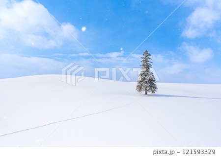 美瑛の冬景色　雪降るクリスマスツリーの木　【北海道】 121593329