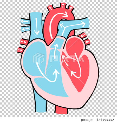 心臟的橫切面圖 血流方向 121593332