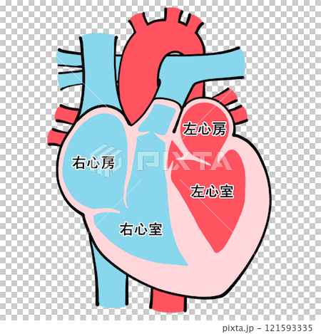 心臓の断面図 121593335