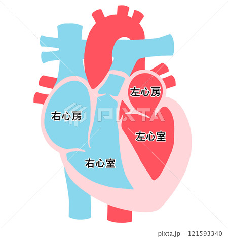 心臓の断面図 121593340