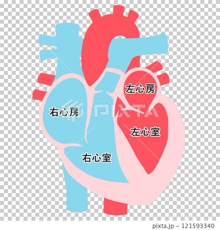 心臓の断面図 121593340